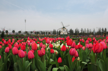 基泰都市新農(nóng)業(yè)公司參展首屆涇河新城花博會(huì)