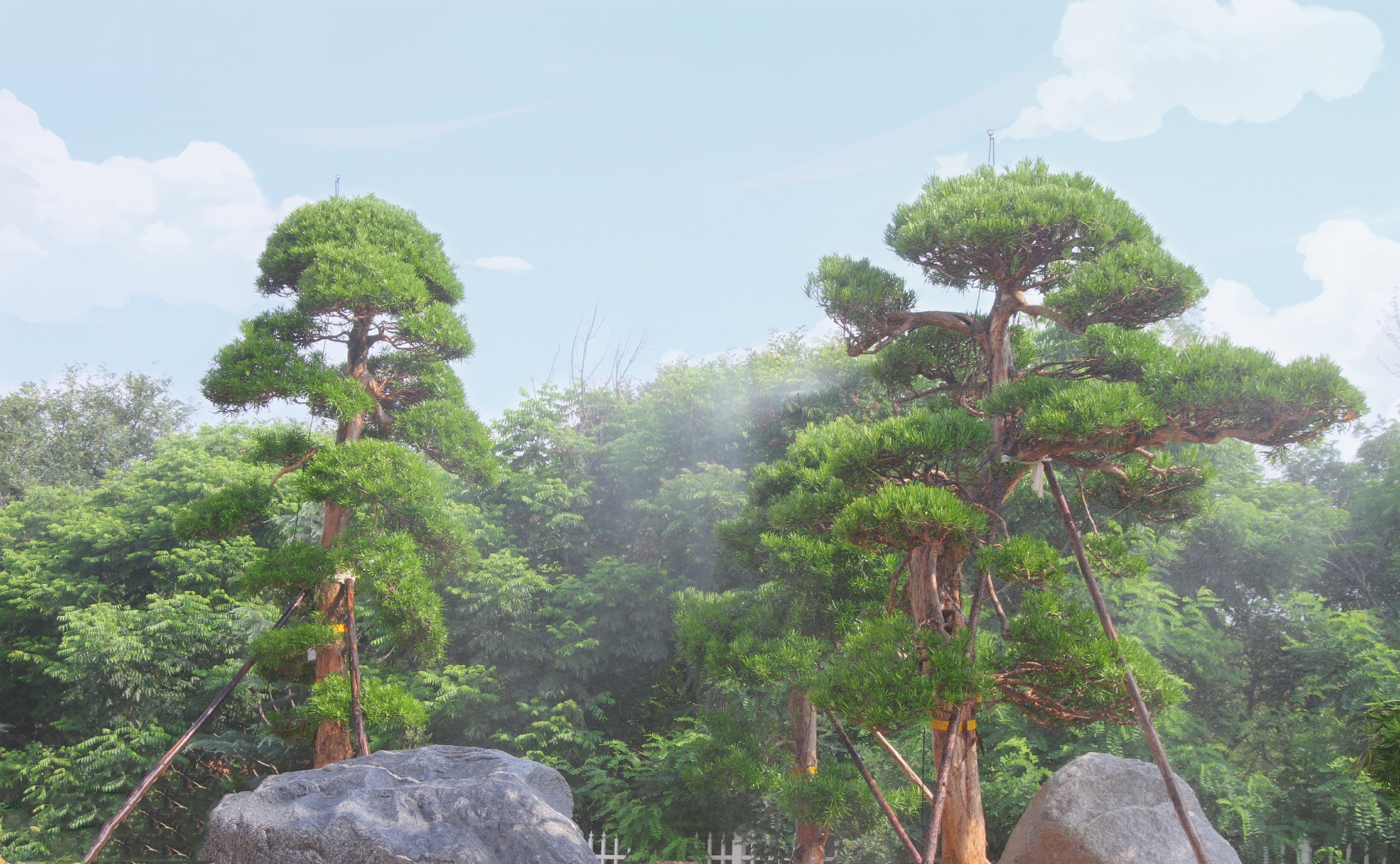 【基泰 樹·說】西安的“日本羅漢松”拍了拍你